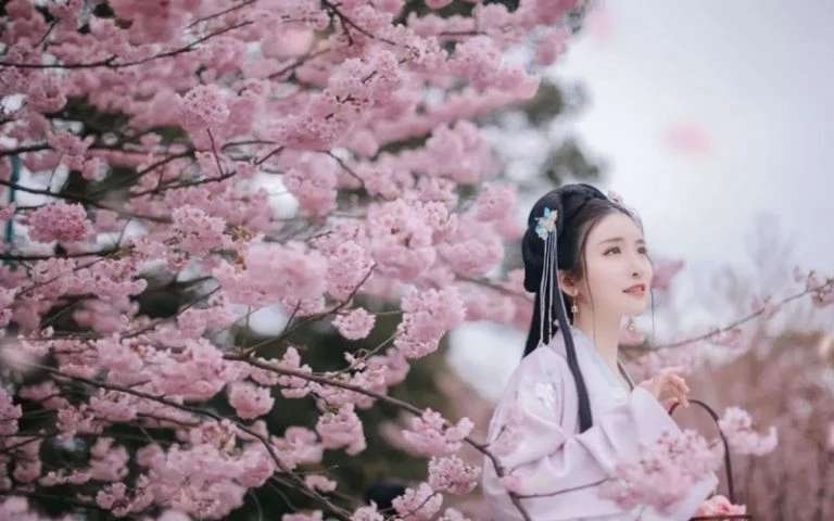 Cherry Blossoms, Hanfu and Girls