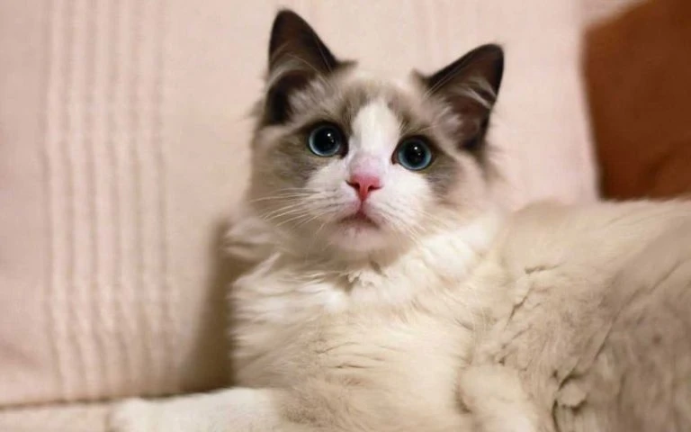 The 8 Most Popular Cat Breeds in China