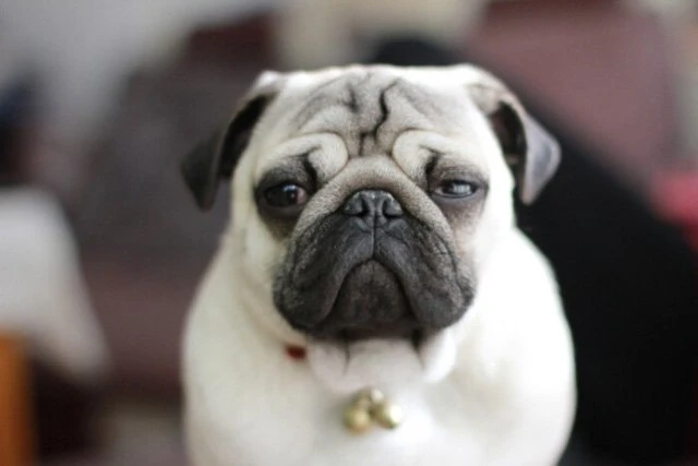 Top 10 Lists of Wonderful Dog Breeds in China