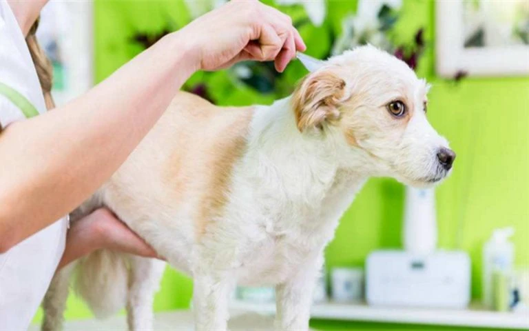 Can Foreigners Keep Pets in China 2021