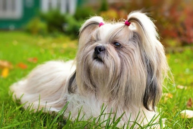 Top 10 Lists of Wonderful Dog Breeds in China