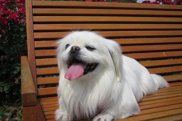 Top 10 Lists of Wonderful Dog Breeds in China