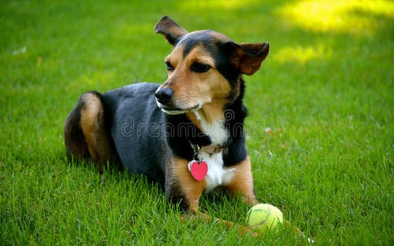 Top 10 Lists of Wonderful Dog Breeds in China