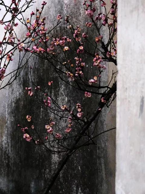 Contrasting the Style and Essence of Chinese Garden in Hangzhou, Suzhou, and Yangzhou