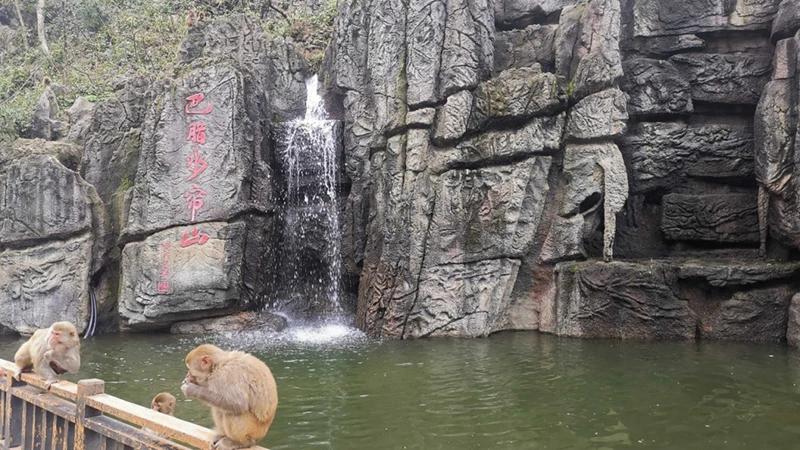 How Monkeys Turned a Village into a Thriving Eco-Tourism Destination