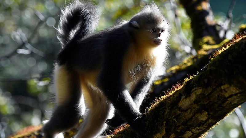The Elusive Journey of the Golden Snub-Nosed Monkeys
