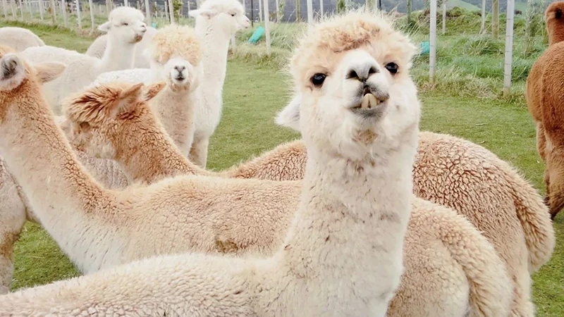 The Growing Potential of Alpaca Farming in China