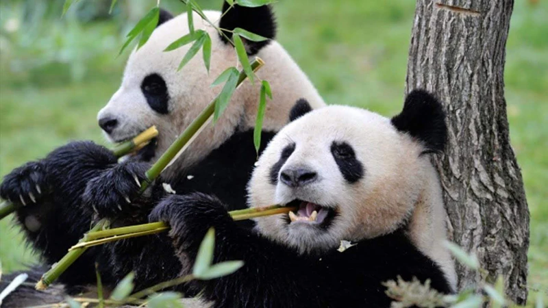 The-Panda-Paradox-Saving-a-Species-Beyond-Adorable-Appeal-1