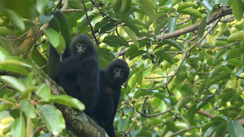 A Journey into the Lives of the Black-Crowned Gibbons
