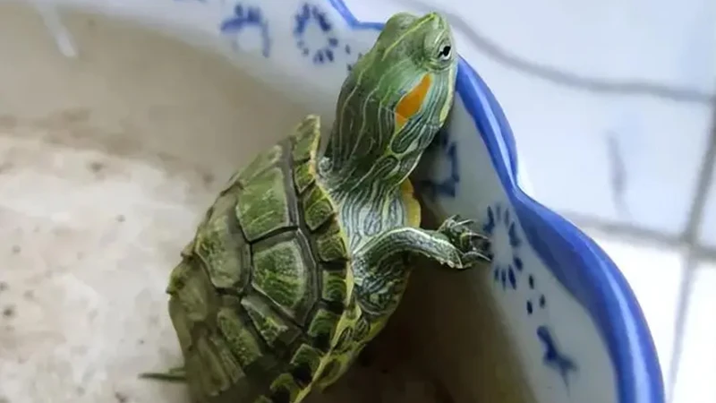 The Gentle Guardians: A Guide to Pet Turtles