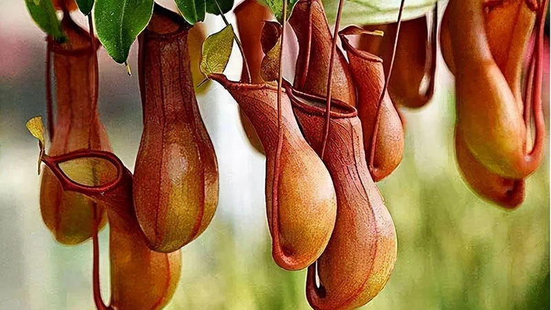 Pitcher Plants: Nature’s Ingenious Hunters