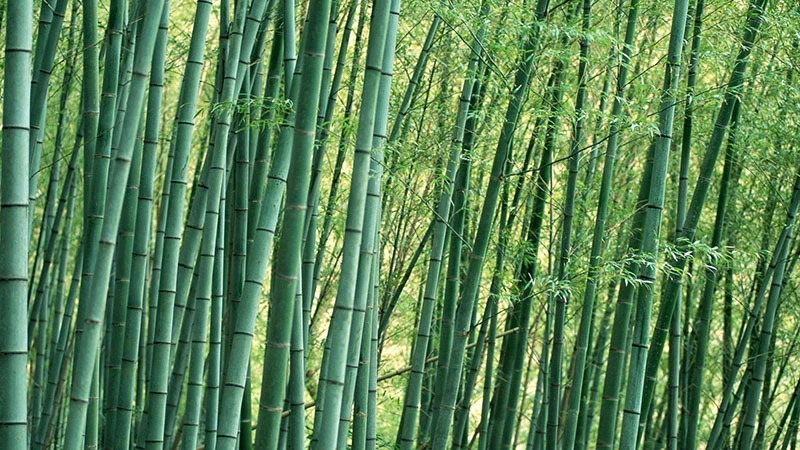 Bamboo: A Life in Tune with the Flute