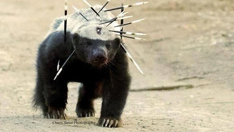 The Fearless Honey Badger: Nature’s Daredevil