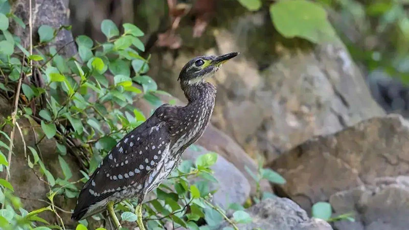 The Mysterious Birds of Ailao Mountain