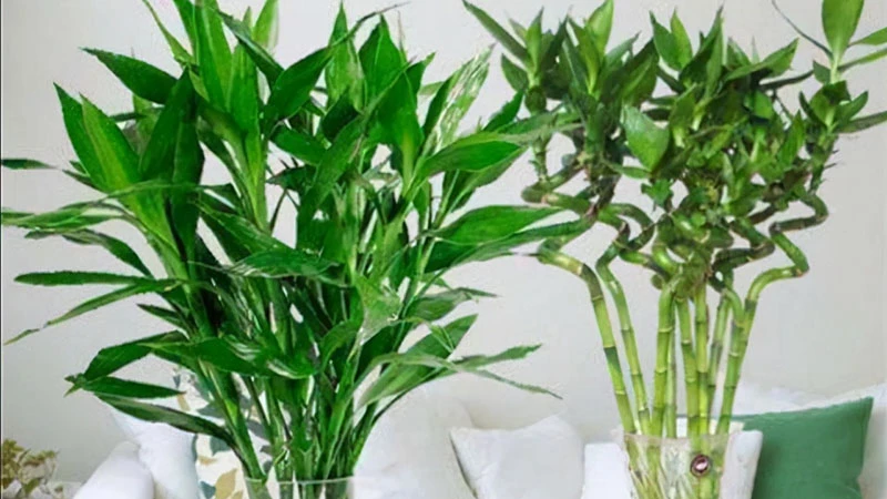 The Resilient Beauty: Caring for Lucky Bamboo