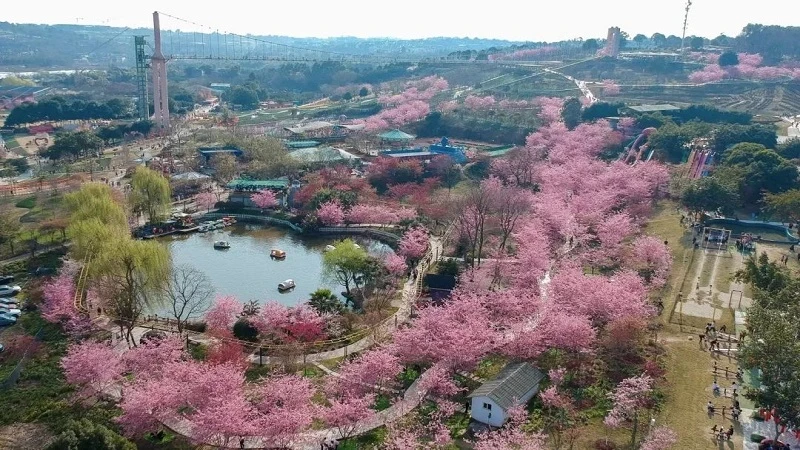 Soaring Over Blossoms: Chengdu's Sky-High Spring Spectacle