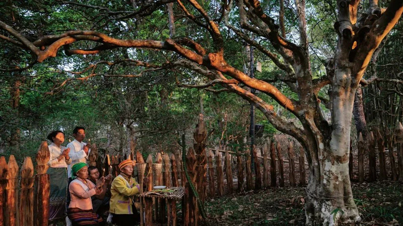 The Sacred Pu'er Tea Practice in Jingmai Yunnan