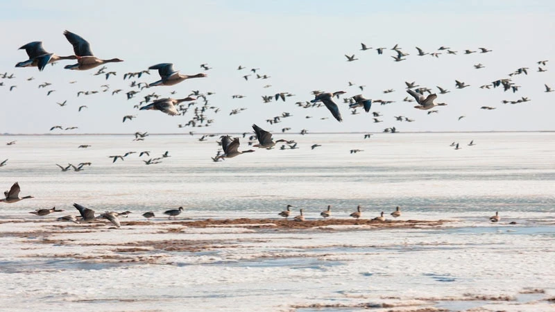 Welcomes Spring's First Migratory Birds over Ejina Banner