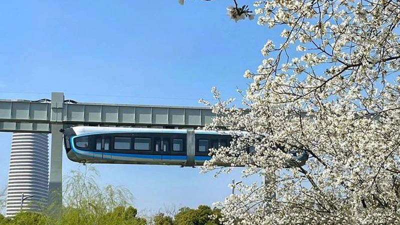 Wuhan Cherry Blossom Season Sakura Hotspots 1