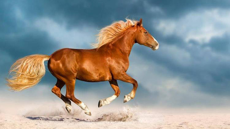 The Cultural Story of Horse Names in China